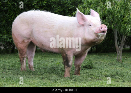 Funny extreme close up di un possente giovani maiale sow Foto Stock