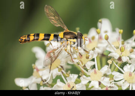 Hoverfly lungo (Sphaerophoria scripta) su umbellifer. Tipperary, Irlanda Foto Stock