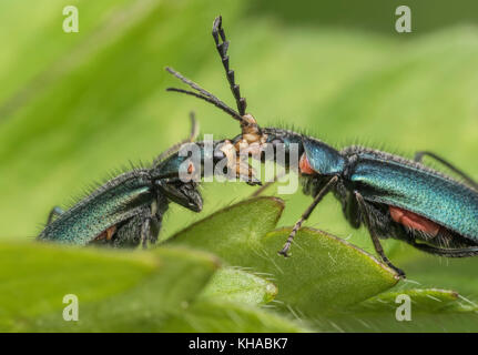 Comune coleotteri Malachite, maschio e femmina (Malachius bipustulatus) interagenti su una foglia di ranuncolo. Cerca maschio per accoppiarsi con la femmina.Tipperary, Irlanda Foto Stock