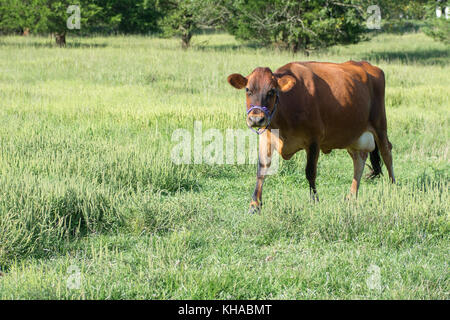 Jersey a piedi di vacca al pascolo Foto Stock