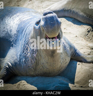 Northern guarnizione di elefante (mirounga angustirostris) con gesto minaccioso, nei pressi di San Simeone, california, Stati Uniti d'America Foto Stock