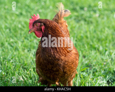 Close up Red Hen Foto Stock