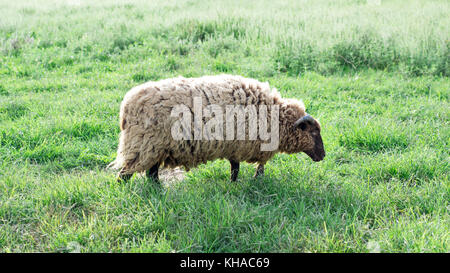 Sole che splende sulla lana di pecora Shetland Foto Stock