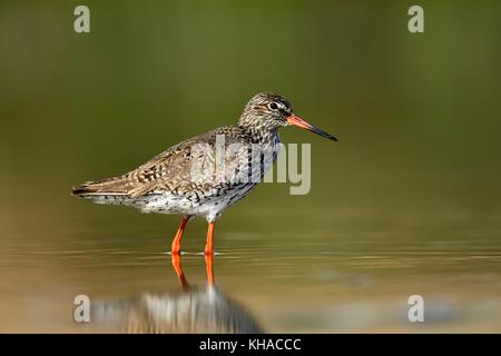 Comune (redshank Tringa totanus), adulto in acqua, parco nazionale di Kiskunsag, Ungheria Foto Stock