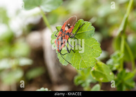 Seme bug appesi a un po' di anta in giardino infestante. Upperside close-up di colore rosso e nero insetto pandurus Spilostethus Foto Stock