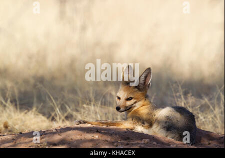 Capo volpe (vulpes vulpes chama), in appoggio alla sua tana, deserto Kalahari, kgalagadi parco transfrontaliero, sud africa Foto Stock