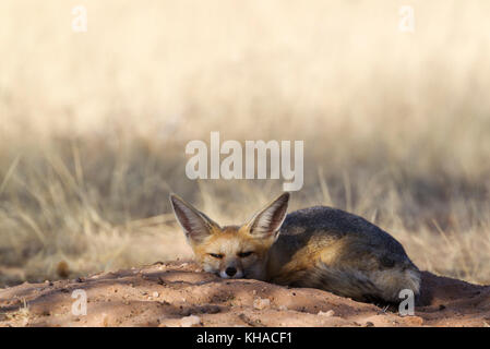 Capo volpe (vulpes vulpes chama), in appoggio alla sua tana, deserto Kalahari, kgalagadi parco transfrontaliero, sud africa Foto Stock