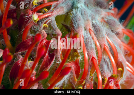 Close-up dettagli utilizzando un sistema a soffietto per catturare i dettagli di botanica di un australiano scovolino da bottiglia arbusto. Foto Stock