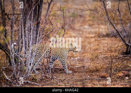 Leopard in yala national park, sri lanka ; specie panthera pardus della famiglia Felidae Foto Stock