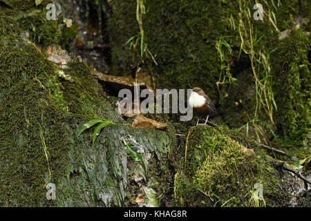 Bianco-throated bilanciere (Cinclus cinclus), seduti su rocce con muschio, oberharz am brocken, elbingerrode, Harz, SASSONIA-ANHALT Foto Stock