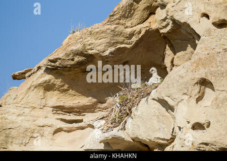 Golden Eagle chick in scogliera nido Foto Stock