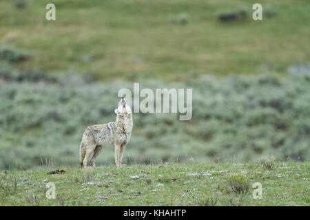 Coyote (Canis latrans) ululati nel parco nazionale di Yellowstone Foto Stock