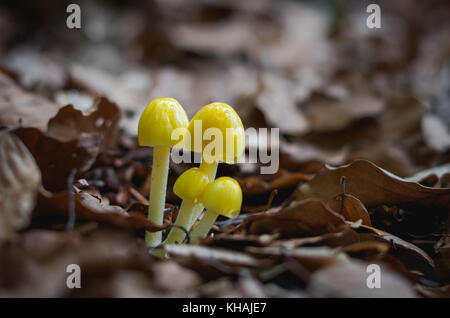 Il giallo di funghi nella foresta bulgara, Ruenski Monastir, Bulgaria. Foto Stock