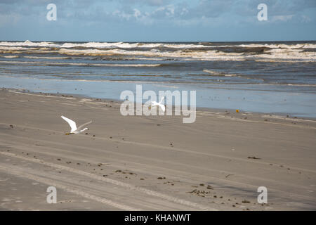 Garzette a riva a Daytona Beach, Florida, Stati Uniti d'America Foto Stock