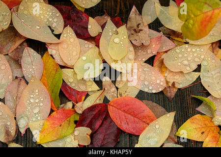 Colorato Foglie di autunno in arancione, giallo, verde e ambra colori bagnato con alcune gocce di pioggia e rugiada giacente caduti sul ponte di legno in tempo di caduta Foto Stock