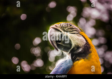 La città di Guayaquil ha per simbolo animale del macaw che possiamo vedere nell'immagine che è stata presa nei dintorni della città accanto Fiume Guayas Foto Stock