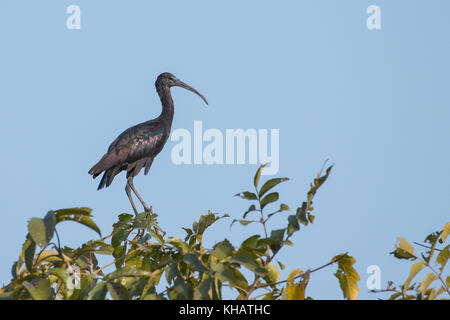 Immaturo ibis lucido seduto sulla parte superiore della struttura. Foto Stock