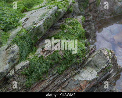 L'erba-come specie di alghe marine Enteromorpha - noto come Gutweed - cresce su rocce vicino ad alta marea linea. Specie esatta incerto. Usato come alimento di sopravvivenza. Foto Stock