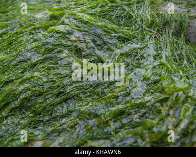 L'erba-come specie di alghe marine Enteromorpha - noto come Gutweed - cresce su rocce vicino ad alta marea linea. Specie esatta incerto. Usato come alimento di sopravvivenza. Foto Stock