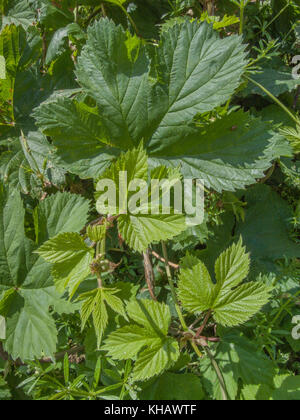 Young-ish foglie su un vitigno di luppolo / Humulus lupulus. Una volta utilizzata come pianta medicinale in rimedi a base di erbe, come pure il suo migliore utilizzo noto nella realizzazione di birra. Foto Stock