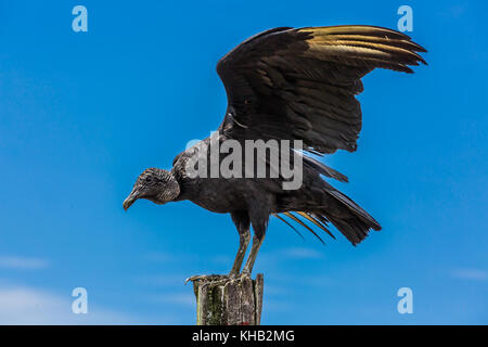 Giovani blak andina condor vicino a Villa de Leyva Boyaca in Colombia Sud America Foto Stock