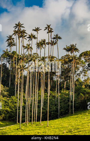 El Bosque de Las Palmas paesaggi di palme in Valle Cocora vicino Salento Quindio in Colombia Sud America Foto Stock