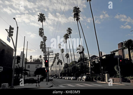 Vista di Finley Avenue palm alberi che fiancheggiano la strada al tramonto a Los Feliz, Los Angeles, California, Stati Uniti d'America KATHY DEWITT Foto Stock