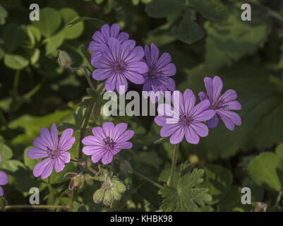 Colomba di piedi della gru-bill, Geranium molle, nella forma precedentemente noto come Geranium brutium; Mani, Peloponneso e Grecia. Foto Stock