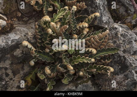 Rustyback fern, Asplenium ceterach, sul vecchio muro di pietra calcarea. Foto Stock