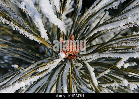 Rami di abete cosparso leggermente con la neve in gennaio Foto Stock