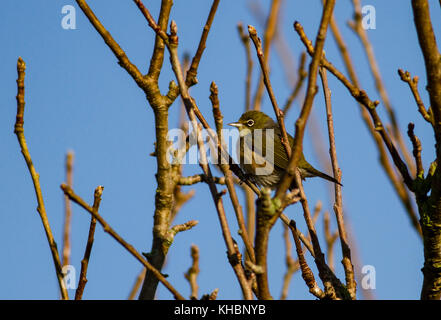 Silvereye bird Zosterops lateralis nella struttura ad albero di Apple Foto Stock