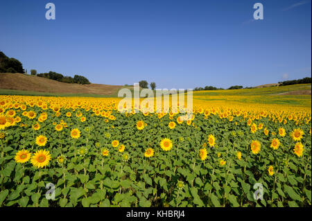 Italia, Toscana, campagna, campi di girasoli Foto Stock