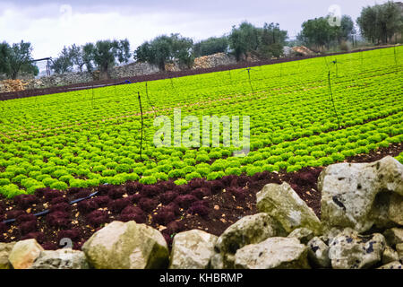 Campo agricolo con insalata piantine che crescono in Puglia l'autunno. Foto Stock