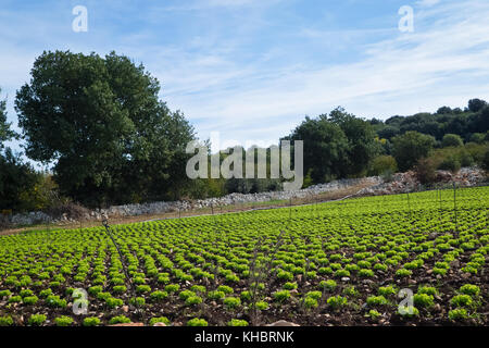 Campo agricolo con insalata piantine che crescono in Puglia l'autunno. Foto Stock