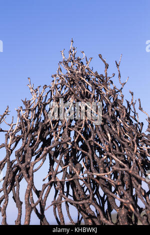 La parte di albero bruciato rami/trunk closeup contro il cielo blu. Foto Stock