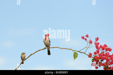 Rosso-crested cardinale (paroaria coronata), Pantanal, Mato Grosso, brasile Foto Stock