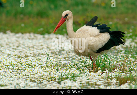 Cicogna bianca (Ciconia ciconia) in fiore prato, feldberger visto, Meclemburgo-Pomerania occidentale, Germania Foto Stock