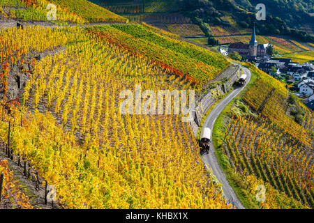 Vigneti in autunno, Mayschoß, valle dell'Ahr, zona viticola rossa, Eifel, Renania-Palatinato, Germania Foto Stock