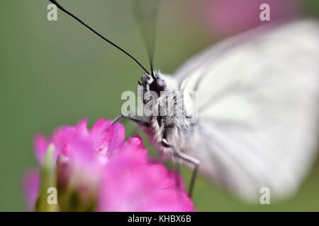 Bella farfalla bianca su un pik fiore Foto Stock