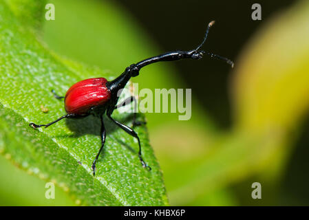 Curculione giraffa (trachelophorus giraffa), ranomafana national park, madagascar Foto Stock