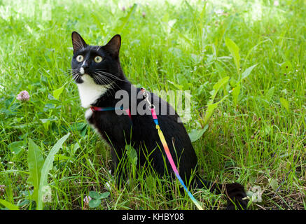 In bianco e nero cat, camminando sul cablaggio, è seduta sul prato verde e con attenzione è rivolta verso l'alto. Foto Stock