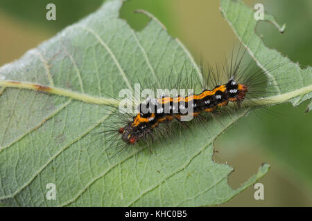 Schwan, Raupe frisst an Salweide, Euproctis similis, Porthesia similis, Sfrageidus similis, coda gialla, coda oro, coda dorata, Moth, Moth Swan, caterpi Foto Stock