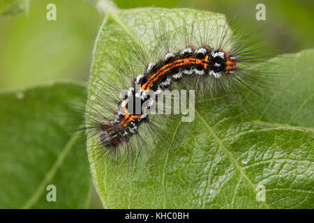 Schwan, Raupe frisst an Salweide, Euproctis similis, Porthesia similis, Sfrageidus similis, coda gialla, coda oro, coda dorata, Moth, Moth Swan, caterpi Foto Stock