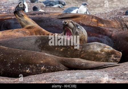 Sbadigliare Elefante marino del sud - penisola antartica, Antartide. Foto Stock