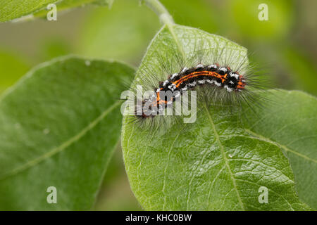 Schwan, Raupe frisst an Salweide, Euproctis similis, Porthesia similis, Sfrageidus similis, coda gialla, coda oro, coda dorata, Moth, Moth Swan, caterpi Foto Stock