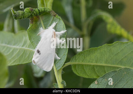 Schwan, Euproctis similis, Porthesia similis, Sfrageidus similis, coda gialla, coda dorata, coda dorata, Moth cwan, le cUL doré, le cUL-doré, Trägspi Foto Stock