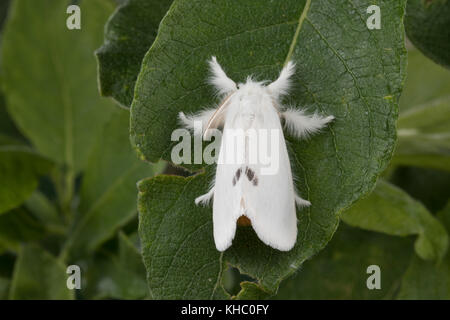 Schwan, Euproctis similis, Porthesia similis, Sfrageidus similis, coda gialla, coda dorata, coda dorata, Moth cwan, le cUL doré, le cUL-doré, Trägspi Foto Stock