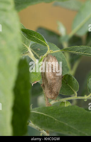 Schwan, Puppe, Puppenkokon, Kokon, Euproctis similis, Porthesia similis, Sfrageidus similis, coda gialla, coda d'oro, coda d'oro, Moth di Goldtail, Moth di Swan, pupa, Foto Stock