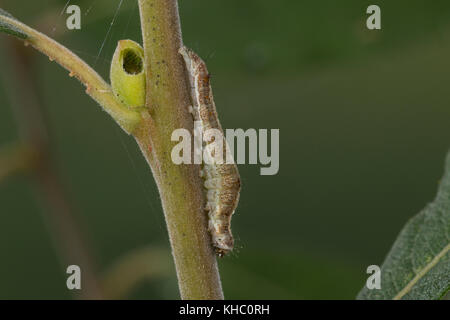 Weiden-Kahneulchen, Grüneulchen, Weidenkahneule, Weidenkahneule, Raupe frisst an Weide, Earias clorana, Phalaena clorana, pisello verde con bordo di crema, ca Foto Stock