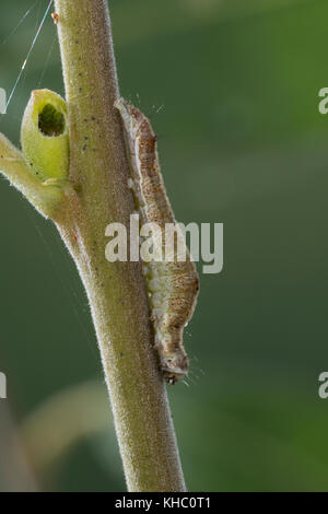 Weiden-Kahneulchen, Grüneulchen, Weidenkahneule, Weidenkahneule, Raupe frisst an Weide, Earias clorana, Phalaena clorana, pisello verde con bordo di crema, ca Foto Stock